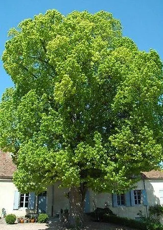 Panzió Le Manoir De Presle - Chambres D'hote Montaigu-le-Blin