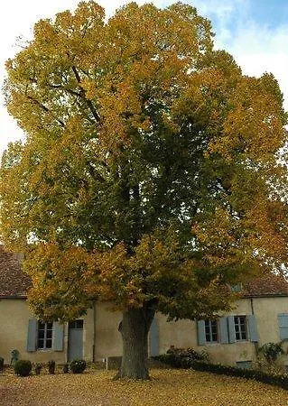 Le Manoir De Presle - Chambres D'hote Montaigu-le-Blin